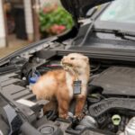 ultrazvočni odganjalec glodalcev