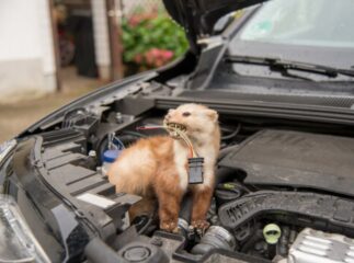 ultrazvočni odganjalec glodalcev